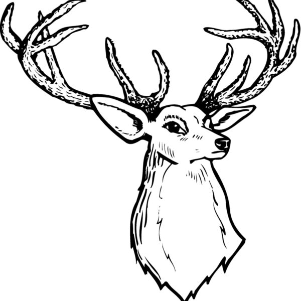 DEER008 Thumbnail
