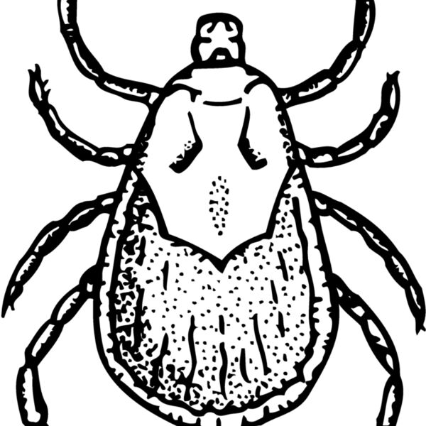 TICK Thumbnail