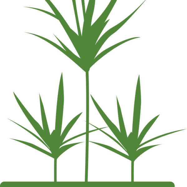 Plants 5 Thumbnail